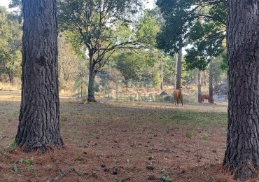 Campo de 20 hectareas con arroyo en venta en Atum Pampa Villa Yacanto